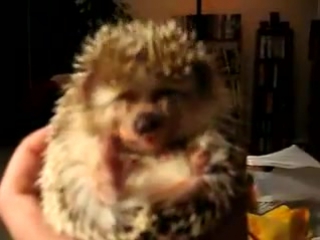 hedgehog eats yummy