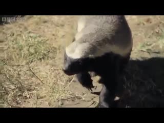 don't underestimate the honey badger