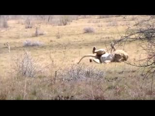 lion after a bite of a black mamba