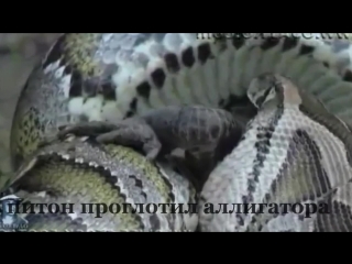 huge giant python swallowed an alligator