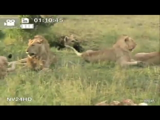strange behavior of lions watch to the end