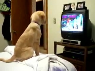 puppy watching a movie
