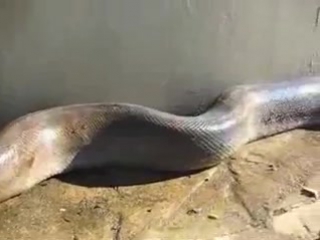 world's smallest snake found dead