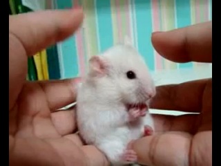 hamster in shock =)))