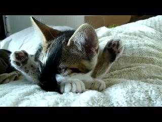 yogi cat