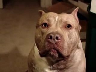 the most evil and dangerous pit bull