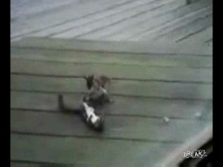 squirrel pretends to be dead in a fight