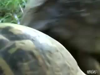 turtle sekas