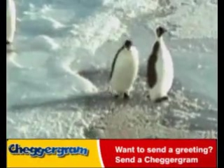 even among the penguins there are bastards)))